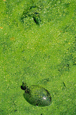 Reptiles Royalty Free Images - Turtle in Duckweed Royalty-Free Image by Brian Green