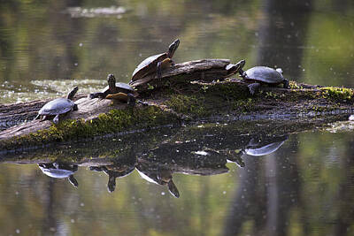 From The Kitchen - Turtles on a Log by Eunice Gibb