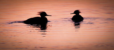 Birds Photo Rights Managed Images - Twilight Serenade Royalty-Free Image by Karen Wiles