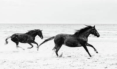 Animals Photos - Two brown horses galopading on the seashore. by Michal Bednarek