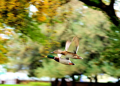 Birds Royalty-Free and Rights-Managed Images - Two ducks in flight by Jeff Swan