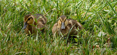Legendary And Mythic Creatures Rights Managed Images - Two Mallard Duck Ducklings in Grass Royalty-Free Image by Merrimon Crawford