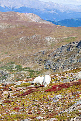 Steven Krull Photos - Two Mountain Goats on Mount Bierstadt in the Arapahoe National Fores by Steven Krull
