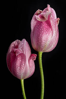 James Bo Insogna Rights Managed Images - Two Pink Tulips Royalty-Free Image by James BO Insogna