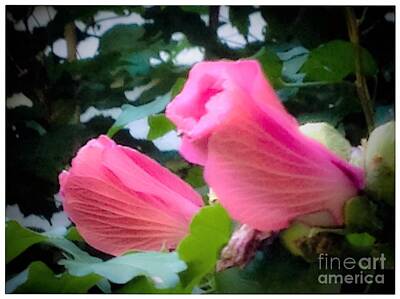 Macaroons - Two Unopen Pink Hibiscus Flowers by Debra Lynch