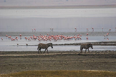 Modern Man Movies Royalty Free Images - Two Zebras and Flamingos Royalty-Free Image by Marc Levine