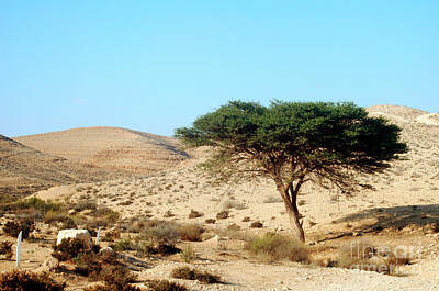Adventure Photography - Umbrella Thorn Acacia Acacia tortilis, Negev Israel by Ilan Rosen