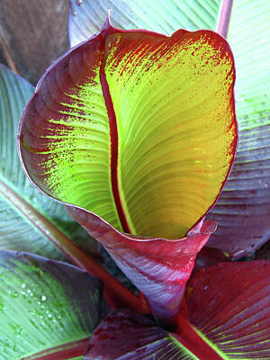Food And Beverage Signs - Unfurling Red Banana Leaf  by Connie Fox
