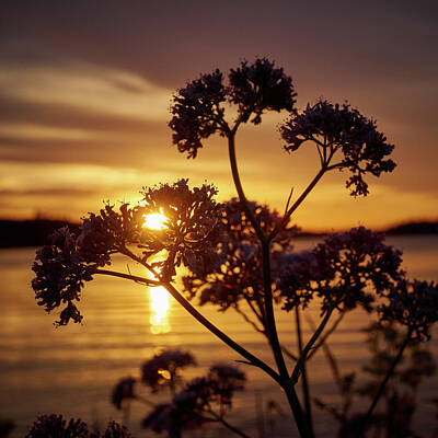 Jouko Lehto Royalty-Free and Rights-Managed Images - Valerian sunset by Jouko Lehto