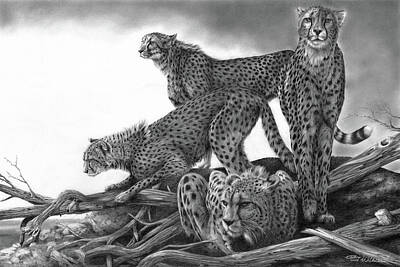 Mammals Drawings - Vantage by Peter Williams