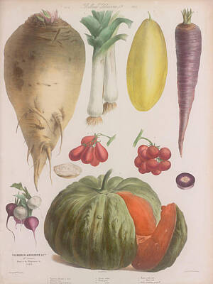 Recently Sold - Food And Beverage Drawings - Vegetable paint art wall. Carot, cherish tomatoes, radish, melon for home decor. Vintage poster of v by ArtBeOk Com