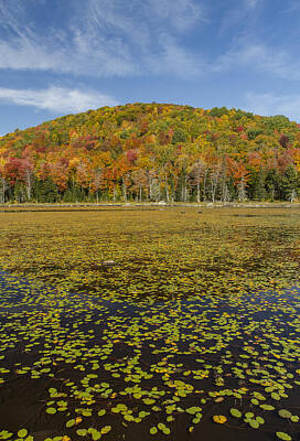Lilies Royalty-Free and Rights-Managed Images - Vermont-Pond-Autumn-Colors-Mountain by Andy Gimino