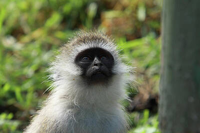 Maps Rights Managed Images - Vervet Monkey Royalty-Free Image by Aidan Moran