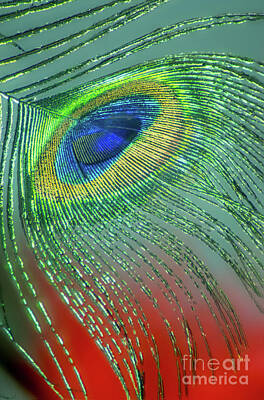 Abstract Photos - Vibrant eye by Andy Blakey