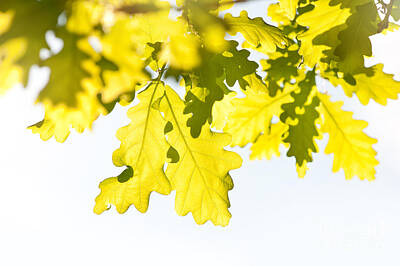 Sweet Tooth - Vibrant Green Oak Leaves by Arletta Cwalina