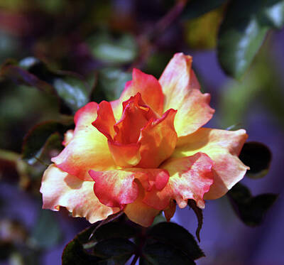 Anne Geddes - Vibrant Rose 3767 H_2 by Steven Ward