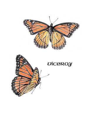 Bird Photography - Viceroy Butterfly by Betsy Gray
