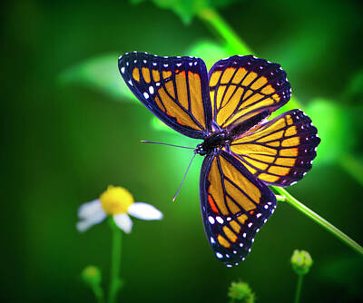 Mark Andrew Thomas Royalty-Free and Rights-Managed Images - Viceroy Butterfly by Mark Andrew Thomas