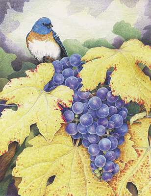 Animals Drawings - Vineyard Blue by Amy S Turner