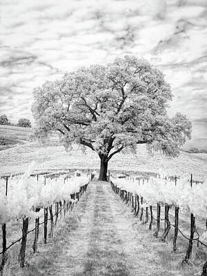 Wine Royalty-Free and Rights-Managed Images - Vineyard Oak by Hal Schmitt
