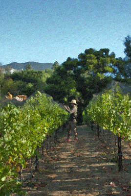 Farm House Style - Vineyard Sauvignon Blanc grapes by David Zanzinger