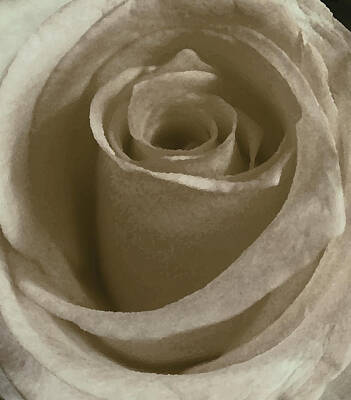 A White Christmas Cityscape - Vintage Rose by Francine Stuart
