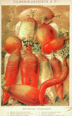 Food And Beverage Paintings - Vintage Vegetable Seed Catalog Paris Rare by Mindy Sommers