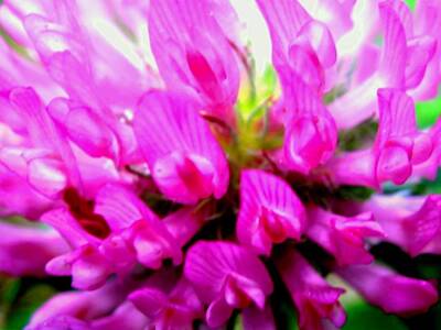 Abstract Flowers Photos - Violet by Molly McPherson