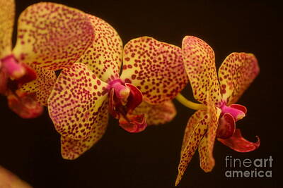 Spaces Images - Violet Orchids by Jeffery L Bowers