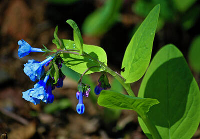 Food And Flowers Still Life Rights Managed Images - Virginia Bluebells Royalty-Free Image by Teresa Mucha