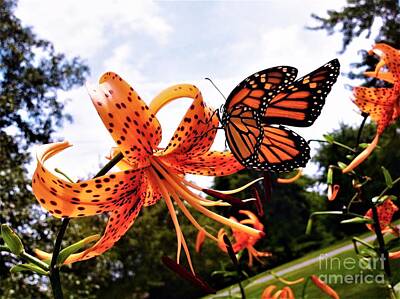 Lilies Digital Art - Visions by Debra Lynch
