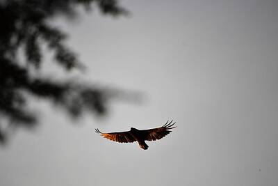 Misty Fog - Vulture In Flight by Brandon Corridon