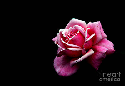 Roses Photo Royalty Free Images - Waiting  Royalty-Free Image by Amanda Barcon