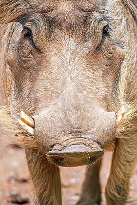 Billiard Balls Royalty Free Images - Wart Hog Portrait Looking Straight At Camera Royalty-Free Image by Alex Grichenko