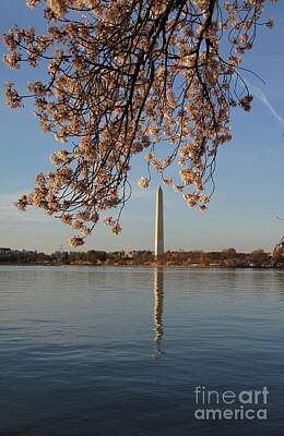Modern Man Mid Century Modern - Washington Monument with cherry blossoms by Megan Cohen