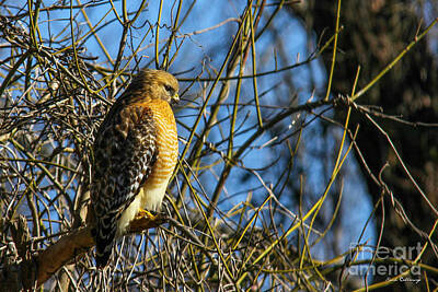 Birds Photos - Watchfully Hungry Coopers Hawk Art by Reid Callaway