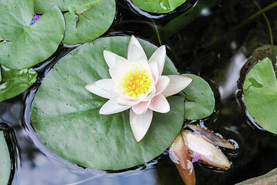 Lights Camera Action Rights Managed Images - Water Lilly  Royalty-Free Image by Deborah McCoig