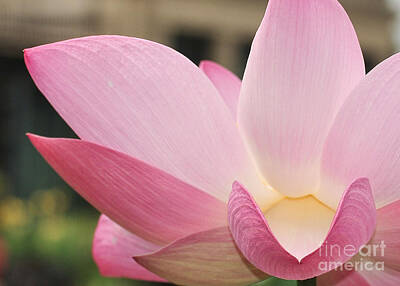 Fantasy Ryan Barger - water lily 32 Pink Lotus Macro by Terri Winkler