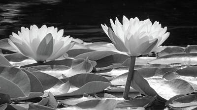 Halloween - Water Lily - Early Morning Sun 04 - BW by Pamela Critchlow
