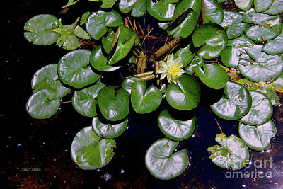 Antlers - Water Lily Flower by Corey Ford