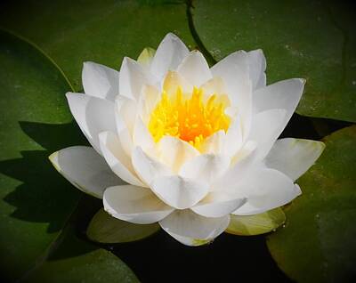 Just Desserts Rights Managed Images - Water Lily Royalty-Free Image by Melinda Baugh