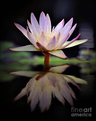 Grimm Fairy Tales Rights Managed Images - Water Lily Royalty-Free Image by Savannah Gibbs