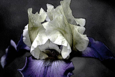 Fairy Tales Rights Managed Images - Watercolor Iris 6622 W_2 Royalty-Free Image by Steven Ward