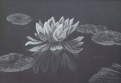 Best Sellers - Lilies Drawings - Waterlily from my Canoe by Sara M Jukes Special Made Joy