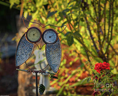 Owls - Weather Owl by Mitch Shindelbower