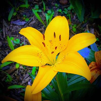 Cultural Textures Royalty Free Images - Welcoming Lily Royalty-Free Image by Tim G Ross