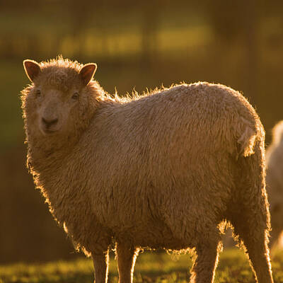 Mammals Rights Managed Images - Welsh Lamb In Sunny Sauce Royalty-Free Image by Ang El