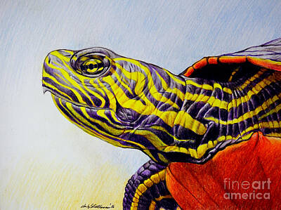 Reptiles Drawings - Western Painted Turtle by Christopher Shellhammer