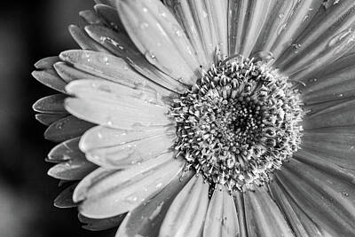 Abstract Flowers Photos - Wet Daisy in Monochrome by SR Green