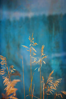 Moody Trees - Wheat on Blue 1 by Marilyn Hunt